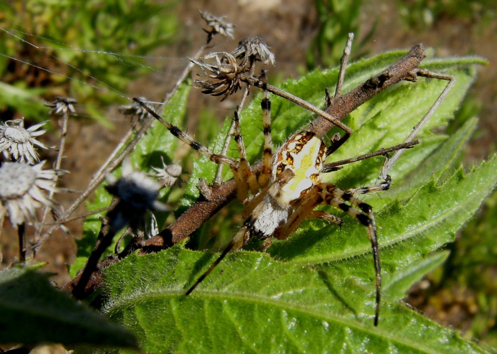 Aculepeira armida